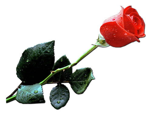 rose